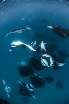 Front view of a manta ray