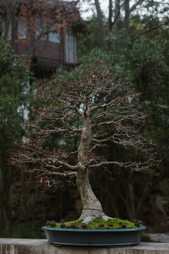Bonsai tree in oriental garden 