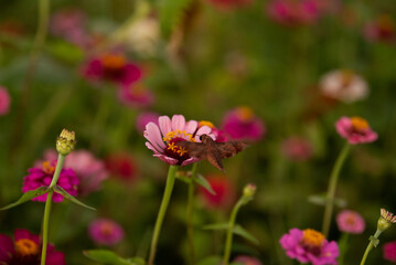 Moth pollenating Pink flower in a field