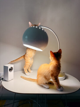 orange kittens playing with lamp