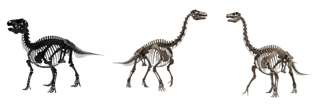 Plateosaurus engelhardti dinosaur isolated on white background, early sauropodomorph herbivore fossil reptile cutout PNG, Triassic prehistoric dinosaur 3D render model, ancient long-neck dinosaur figu