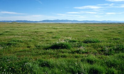 Obraz premium A large field of grass with a few flowers scattered throughout