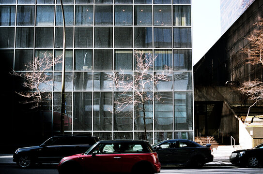 Tree bathed in sunlight in front of an office building