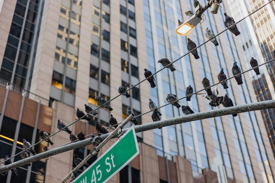 Pigeons Perched on Wires in Urban Street