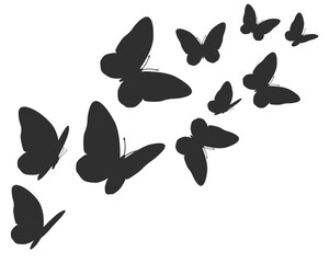 set of vector butterflies