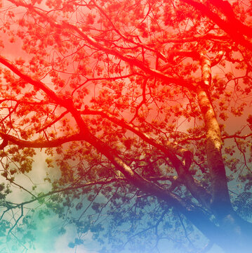 Abstract trees photographed on pre exposed film to create fun colors. 