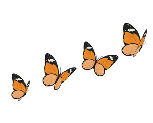 butterfly on white background	