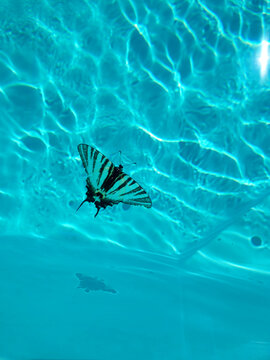 Butterfly floating in a pool