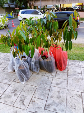 Newly purchased plants from flea market