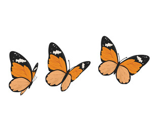 butterfly on white background	