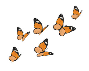 butterfly on white background	