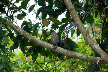 Naklejka premium The roadside hawk (Rupornis magnirostris) perched on a tree branch.