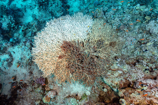 Dying Coral