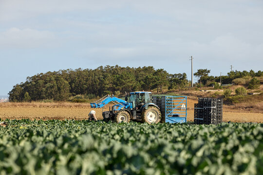 Tractor Harvesting Broccoli in Open Field