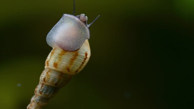 Extreme macro video of a Melanoides tuberculata (Red-rimmed melania) snail. Detailed view of the spiral shell and movement on glass. Nature documentaries, biology, and aquarium hobbyist content
