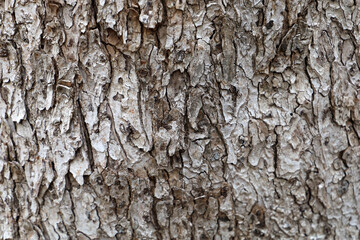 Fototapeta premium Natural pattern of old wood skin with cracks.