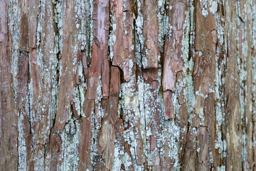 Natural pattern of old wood skin with cracks.