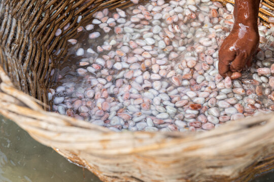 A hand stirs cacao beans inside a basket 