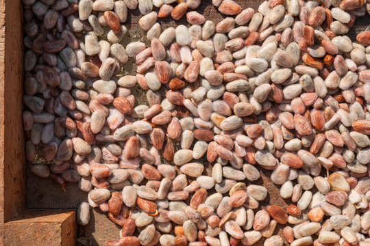 Assorted cacao beans drying in the sun outdoors