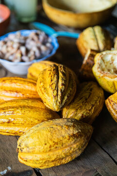 Close-up of ripe cacao pods ready for processing