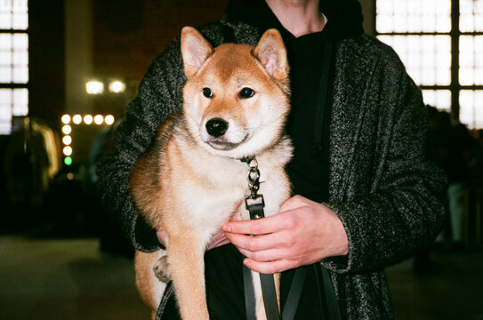 Shiba Inu Dog Being Held by a Person 