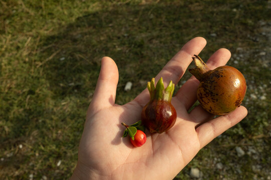Hand Holding Young Pomegranates