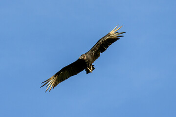 Fototapeta premium Black vulture banking in flight with wings tilted in Florestópolis Parana Brazil
