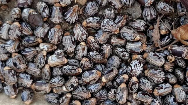 Seeds of Ricinus communis - commonly called castor beans, the source of castor oil, sit in their firm, intricately patterned husks, each displaying its characteristic kidney shape and hard shell.
