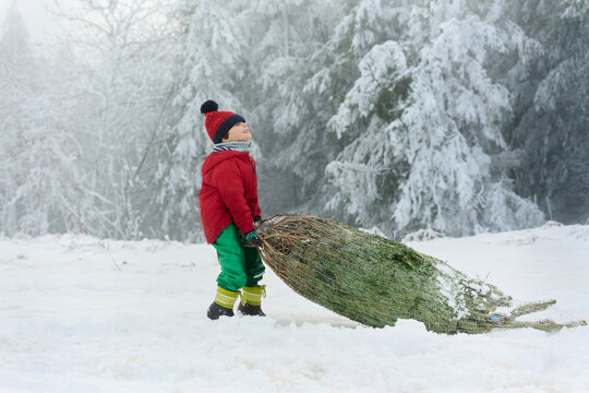 Child Pulling a Christmas Tree Through Snowy Forest