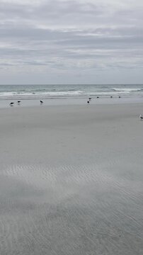 Scenic video of native red-billed gulls walking on the white sand in New Zealand.