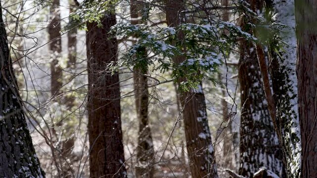 Soft Sunlight Glimmers as Snowfalls In Forest Captured In Slow Motion