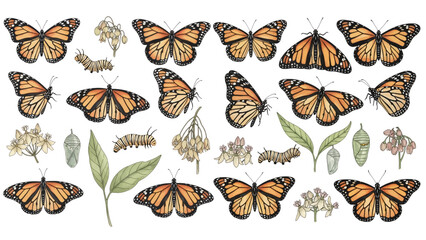 A charming watercolor collection of monarch butterflies and milkweed botanicals, featuring fluttering adults, striped caterpillars, delicate chrysalises, leafy stems, and blooming flowers © liana