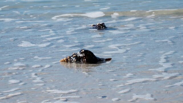 Large Conch shells with waves washing over them during a rising tide on the Gulf of Mexico.
