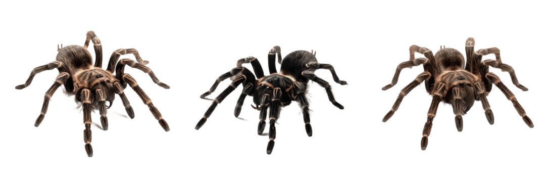 Set of large hairy tarantulas isolated on white background cutout