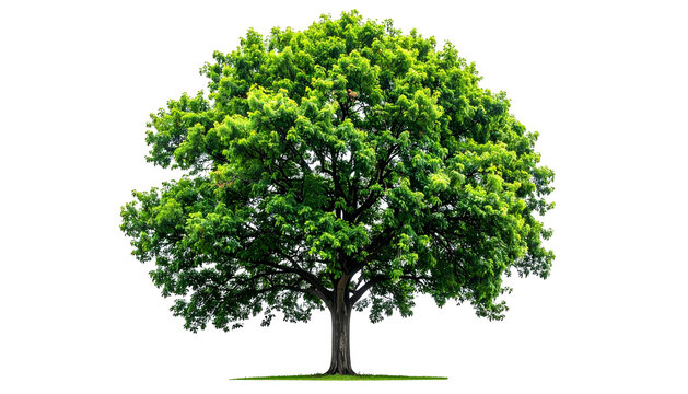 Isolated image of a large, lush green tree with a full canopy and a thick trunk