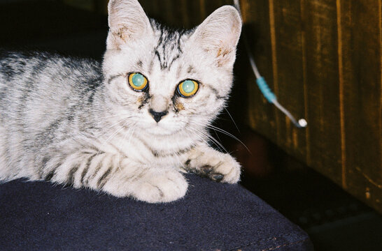 Kitten being flashed by a camera
