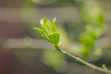 Young Leaf On Delicate Branch. New Leaf Unfurling On Thin Branch Showcasing Springtime Renewal And Lively Outdoor Ambiance