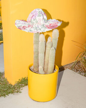 Funky cactus