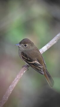Euler's Flycatcher
