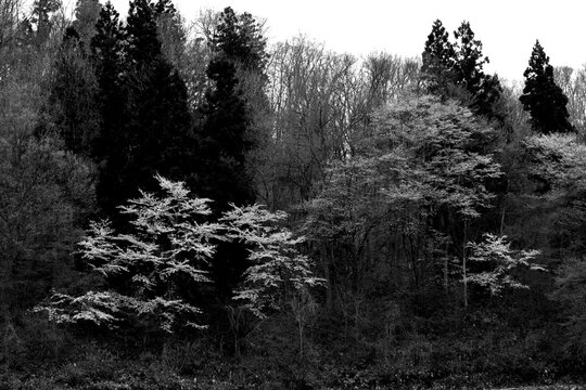 Cherry blossom trees blooming in deep forest, Asahi Town, Yamagata, Japan