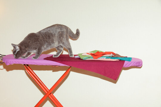 Cat with ironing board