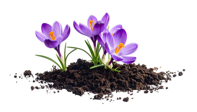 Close-up of vibrant purple crocus flowers sprouting from a patch of dark soil