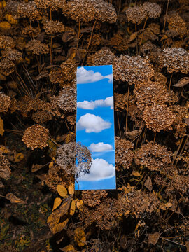 Blue sky fragment among dried autumn plants