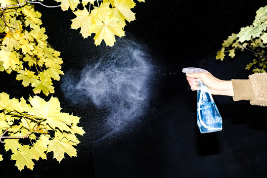 A hand sprays water on yellow maple leaves