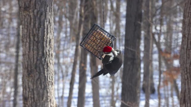 A male pileated woodpecker (Dryocopus pileatus) clings to a suet cage bird feeder during winter with snow visible on the ground.
