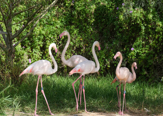 Obraz premium Greater flamingo (lat.- Phoenicopterus roseus)