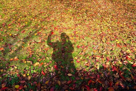 Person's silhouette casting shadow on red and yellow leaves.