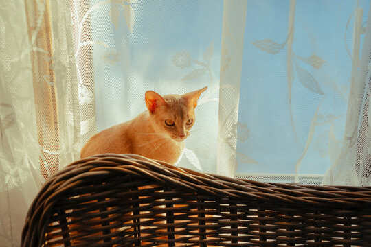 Cat sits by window with sheer curtain in sunlight