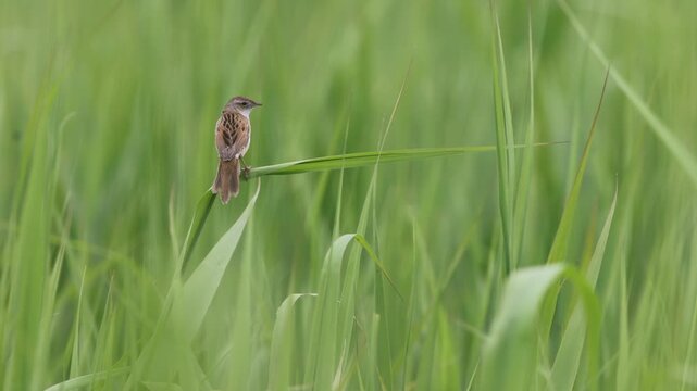 The marsh grassbird (Helopsaltes pryeri), also known as the Japanese swamp warbler, is a species of Old World warbler in the family Locustellidae.
