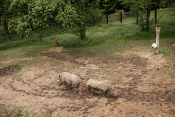 Obraz premium two rhinos walking outdoors in a zoo